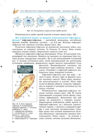 50
§13. Одноклітинні твариноподібні організми – мешканці водойм
1 2 3 4
Мал. 52. Послідовність поділу клітини амеби протея
Ðîçìíîæóєòüñÿ àìåáà ïðîòåé ïîäіëîì êëіòèíè íàâïіë (ìàë. 52).
ßêі îñîáëèâîñòі áóäîâè òà ïðîöåñіâ æèòòєäіÿëüíîñòі іíôóçîðії-òó-
ôåëüêè? Іíôóçîðіÿ-òóôåëüêà – çâè÷àéíèé ìåøêàíåöü íåãëèáîêèõ
ïðіñíèõ âîäîéì. Äîâæèíà êëіòèíè – äî 0,3 ìì. Êëіòèíà іíôóçîðії-
òóôåëüêè ìàє âіäíîñíî ïîñòіéíó ôîðìó (ìàë. 53).
Ðóõàєòüñÿ іíôóçîðіÿ-òóôåëüêà çà äîïîìîãîþ ÷èñëåííèõ âіéîê, ðîç-
òàøîâàíèõ ïî ïîâåðõíі êëіòèíè. Їõ áëèçüêî 15 òèñÿ÷. Âîíà ïëàâàє
ïåðåäíіì êіíöåì óïåðåä, îáåðòàþ÷èñü íàâêîëî ñâîєї îñі.
Æèâèòüñÿ іíôóçîðіÿ-òóôåëüêà áàêòåðіÿìè. Îòæå, їé âëàñòèâèé ãåòå-
ðîòðîôíèé òèï æèâëåííÿ. Çíàéäіòü íà ìàëþíêó íà ÷åðåâíîìó áîöі êëі-
òèíè âåëèêó ïåðåäðîòîâó çàïàäèíó. Íà її äíі ðîçòàøîâàíèé êëіòèííèé
ðîò. Ó äіëÿíöі êëіòèííîãî ðîòà, ÿêèé âіäîêðåìëåíèé âіä öèòîïëàçìè
êëіòèííîþ ìåìáðàíîþ, ôîðìóþòüñÿ òðàâíі âàêóîëі (ïðèãàäàéòå їõíþ
ôóíêöіþ). Íåïåðåòðàâëåíі ÷àñòèíêè їæі
âèâîäÿòüñÿ ÷åðåç îñîáëèâó îðãàíåëó – ïîðî-
øèöþ. Ãàçîîáìіí â іíôóçîðії-òóôåëüêè âіä-
áóâàєòüñÿ ÷åðåç ïîâåðõíþ êëіòèíè.
Іíôóçîðіÿ-òóôåëüêà ìàє äâà ÿäðà – âå-
ëèêå é ìàëå. Âåëèêå ÿäðî çà ôîðìîþ íàãà-
äóє íàñіíèíó êâàñîëі. Âîíî êåðóє ïðîöåñà-
ìè æèòòєäіÿëüíîñòі â êëіòèíі. Ìàëå ÿäðî
êóëÿñòîї ôîðìè çáåðіãàє ñïàäêîâó іíôîðìà-
öіþ òà ïåðåäàє її äî÷іðíіì êëіòèíàì ïіä ÷àñ
ïîäіëó êëіòèíè.
Ðîçìíîæóєòüñÿ іíôóçîðіÿ-òóôåëüêà ïî-
äіëîì êëіòèíè íàâïіë (ìàë. 54). Їé òàêîæ
ïðèòàìàííèé ñêëàäíèé ñïîñіá îáìіíó ñïàä-
êîâîþ іíôîðìàöієþ. Äåòàëüíіøå ïðî öåé
ïðîöåñ âè äіçíàєòåñÿ ó ñòàðøèõ êëàñàõ.
Õàðàêòåðíîþ îñîáëèâіñòþ àìåáè ïðîòåÿ òà
іíôóçîðії-òóôåëüêè, ÿê і áàãàòüîõ îäíîêëі-
òèííèõ òâàðèí, є çäàòíіñòü óòâîðþâàòè öèñ-
òè â ðàçі íàñòàííÿ íåñïðèÿòëèâèõ óìîâ.
Ïðè öüîìó їõíі êëіòèíè âêðèâàþòüñÿ ùіëü-
íîþ îáîëîíêîþ і ïðèïèíÿþòü ïðîöåñè æèò-
òєäіÿëüíîñòі. Îòæå, öèñòà – öå êëіòèíà ó
ñòàíі ñïîêîþ, îòî÷åíà ùіëüíîþ îáîëîíêîþ.
Мал. 53. А. Фото інфузорії-
туфельки. Б. Схема будови
інфузорії-туфельки: 1 – клітинна
мембрана; 2 – війки;
3 – передротова западина;
4 – клітинний рот; 5 – ядро
велике; 6 – ядро мале;
7 – скоротлива вакуоля;
8 – травна вакуоля; 9 – порошиця
1
6
8
4
3
7
5
2
9
À
Á
(014-13)_V1.indd 50 14.07.2014 14:04:58
 