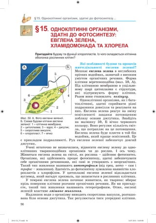 56
§15. Одноклітинні організми, здатні до фотосинтезу…
§ 15. ОДНОКЛІТИННІ ОРГАНІЗМИ,
ЗДАТНІ ДО ФОТОСИНТЕЗУ:
ЕВГЛЕНА ЗЕЛЕНА,
ХЛАМІДОМОНАДА ТА ХЛОРЕЛА
Пригадайте будову та функції хлоропластів. Із чого складається клітинна
оболонка рослинних клітин?
ßêі îñîáëèâîñòі áóäîâè òà ïðîöåñіâ
æèòòєäіÿëüíîñòі åâãëåíè çåëåíîї?
Ìåøêàє åâãëåíà çåëåíà â íåãëèáîêèõ
ïðіñíèõ âîäîéìàõ, çàçâè÷àé ç âèñîêèì
óìіñòîì îðãàíі÷íèõ ðå÷îâèí. Ôîðìà
êëіòèíè âåðåòåíîïîäіáíà (ìàë. 59, À).
Ïіä êëіòèííîþ ìåìáðàíîþ â óùіëüíå-
íîìó øàðі öèòîïëàçìè є ñòðóêòóðè,
ÿêі ïіäòðèìóþòü ôîðìó êëіòèíè.
Ðàçîì âîíè ñòàíîâëÿòü ïåëіêóëó.
Îäíîêëіòèííі îðãàíіçìè, ÿê і áàãà-
òîêëіòèííі, çäàòíі ñïðèéìàòè ðіçíі
ïîäðàçíèêè äîâêіëëÿ òà ðåàãóâàòè íà
íèõ. Åâãëåíà çåëåíà ðåàãóє íà çìіíó
îñâіòëåíîñòі çàâäÿêè ïîòîâùåííþ
ïîáëèçó îñíîâè äæãóòèêà. Çíàéäіòü
íà ìàëþíêó 59, Á âі÷êî ÷åðâîíîãî
êîëüîðó. Âîíî ðåãóëþє êіëüêіñòü ñâіò-
ëà, ùî ïîòðàïëÿє íà öå ïîòîâùåííÿ.
Åâãëåíà çåëåíà áóäå ïëèñòè â òîé áіê
âîäîéìè, ÿêèé êðàùå îñâіòëåíèé. Öå
є ïðèêëàäîì ïîäðàçëèâîñòі. Ðóõ åâãëåíè çåëåíîї çàáåçïå÷óє äîâãèé
äæãóòèê.
Ó÷åíі îñòàòî÷íî íå âèçíà÷èëèñÿ, âіäíîñèòè åâãëåíó çåëåíó äî îäíî-
êëіòèííèõ òâàðèíîïîäіáíèõ îðãàíіçìіâ ÷è äî ðîñëèí. І îñü ÷îìó.
Æèâèòüñÿ åâãëåíà çåëåíà íà ñâіòëі, ÿê ðîñëèíà – çäіéñíþє ôîòîñèíòåç.
Îðãàíіçìè, ÿêі çäіéñíþþòü ïðîöåñ ôîòîñèíòåçó, çäàòíі çàáåçïå÷óâàòè
ñåáå îðãàíі÷íèìè ðå÷îâèíàìè, ÿêі ñàìі æ óòâîðþþòü ç íåîðãàíі÷íèõ.
Òàêèé òèï æèâëåííÿ íàçèâàþòü àâòîòðîôíèì (âіä ãðåö. àâòî – ñàì і
òðîôîñ – æèâëåííÿ). Çäàòíіñòü äî ôîòîñèíòåçó çóìîâëåíà íàÿâíіñòþ õëî-
ðîïëàñòіâ ç õëîðîôіëîì. Ó öèòîïëàçìі åâãëåíè çåëåíîї âіäêëàäàєòüñÿ
âóãëåâîä, ÿêèé íàãàäóє êðîõìàëü, ùî çàïàñàєòüñÿ â ðîñëèííèõ êëіòèíàõ.
Ó òåìðÿâі åâãëåíà çåëåíà ïî÷èíàє æèâèòèñÿ, ÿê òâàðèíà: âáèðàє
êðіçü ïîâåðõíþ êëіòèíè ðîç÷èíè îðãàíі÷íèõ ðå÷îâèí. ßê âè ïðèãàäó-
єòå, òàêèé òèï æèâëåííÿ íàçèâàþòü ãåòåðîòðîôíèì. Îòæå, åâãëåíі
çåëåíіé âëàñòèâå çìіøàíå æèâëåííÿ.
Íàäëèøîê âîäè ç îðãàíіçìó âèâîäèòü ñêîðîòëèâà âàêóîëÿ, ðîçòàøî-
âàíà áіëÿ îñíîâè äæãóòèêà. Òàê ðåãóëþєòüñÿ òèñê óñåðåäèíі êëіòèíè.
Мал. 59. А. Фото евглени зеленої.
Б. Схема будови клітини евглени
зеленої: 1 – клітинна мембрана;
2 – цитоплазма; 3 – ядро; 4 – джгутик;
5 – скоротлива вакуоля;
6 – хлоропласт; 7 – вічко
7
5
46
3
À Á
2
1
(014-13)_V1.indd 56 14.07.2014 14:05:00
 