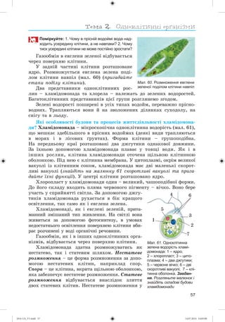 57
Поміркуйте: 1. Чому в прісній водоймі вода над-
ходить усередину клітини, а не навпаки? 2. Чому
тиск усередині клітини не може постійно зростати?
Ãàçîîáìіí â åâãëåíè çåëåíîї âіäáóâàєòüñÿ
÷åðåç ïîâåðõíþ êëіòèíè.
Ó çàäíіé ÷àñòèíі êëіòèíè ðîçòàøîâàíå
ÿäðî. Ðîçìíîæóєòüñÿ åâãëåíà çåëåíà ïîäі-
ëîì êëіòèíè íàâïіë (ìàë. 60) (ïðèãàäàéòå
åòàïè ïîäіëó êëіòèíè).
Äâà ïðåäñòàâíèêè îäíîêëіòèííèõ ðîñ-
ëèí – õëàìіäîìîíàäà òà õëîðåëà – íàëåæàòü äî çåëåíèõ âîäîðîñòåé.
Áàãàòîêëіòèííèõ ïðåäñòàâíèêіâ öієї ãðóïè ðîçãëÿíåìî çãîäîì.
Çåëåíі âîäîðîñòі ïîøèðåíі â óñіõ òèïàõ âîäîéì, ïåðåâàæíî ïðіñíî-
âîäíèõ. Òðàïëÿþòüñÿ âîíè é íà çâîëîæåíèõ äіëÿíêàõ ñóõîäîëó, íà
ñíіãó òà â ëüîäó.
ßêі îñîáëèâîñòі áóäîâè òà ïðîöåñіâ æèòòєäіÿëüíîñòі õëàìіäîìîíà-
äè? Õëàìіäîìîíàäà – ìіêðîñêîïі÷íà îäíîêëіòèííà âîäîðіñòü (ìàë. 61),
ùî ìåøêàє çäåáіëüøîãî â ïðіñíèõ âîäîéìàõ (äåÿêі âèäè òðàïëÿþòüñÿ
â ìîðÿõ і â ëіñîâèõ ґðóíòàõ). Ôîðìà êëіòèíè – ãðóøîïîäіáíà.
Íà ïåðåäíüîìó êðàї ðîçòàøîâàíі äâà äæãóòèêè îäíàêîâîї äîâæèíè.
Çà їõíüîþ äîïîìîãîþ õëàìіäîìîíàäà ïëàâàє ó òîâùі âîäè. ßê і â
іíøèõ ðîñëèí, êëіòèíà õëàìіäîìîíàäè îòî÷åíà ùіëüíîþ êëіòèííîþ
îáîëîíêîþ. Ïіä íåþ є êëіòèííà ìåìáðàíà. Ó öèòîïëàçìі, îêðіì âåëèêîї
âàêóîëі іç êëіòèííèì ñîêîì, õëàìіäîìîíàäà ìàє äâі ìàëåíüêі ñêîðîò-
ëèâі âàêóîëі (çíàéäіòü íà ìàëþíêó 61 ñêîðîòëèâі âàêóîëі òà ïðèãà-
äàéòå їõíі ôóíêöії). Ó öåíòðі êëіòèíè ðîçòàøîâàíî ÿäðî.
Õëîðîïëàñò ó õëàìіäîìîíàäè îäèí – âåëèêèé, ÷àøîïîäіáíîї ôîðìè.
Äî éîãî ñêëàäó âõîäèòü ïëÿìà ÷åðâîíîãî ïіãìåíòó – âі÷êî. Âîíî áåðå
ó÷àñòü ó ñïðèéíÿòòі ñâіòëà. Çà äîïîìîãîþ äæãó-
òèêіâ õëàìіäîìîíàäà ðóõàєòüñÿ â áіê êðàùîãî
îñâіòëåííÿ, òàê ñàìî ÿê і åâãëåíà çåëåíà.
Õëàìіäîìîíàäі, ÿê і åâãëåíі çåëåíіé, ïðèòà-
ìàííèé çìіøàíèé òèï æèâëåííÿ. Íà ñâіòëі âîíà
æèâèòüñÿ çà äîïîìîãîþ ôîòîñèíòåçó, â óìîâàõ
íåäîñòàòíüîãî îñâіòëåííÿ ïîâåðõíåþ êëіòèíè âáè-
ðàє ðîç÷èíåíі ó âîäі îðãàíі÷íі ðå÷îâèíè.
Ãàçîîáìіí, ÿê і â іíøèõ îäíîêëіòèííèõ îðãà-
íіçìіâ, âіäáóâàєòüñÿ ÷åðåç ïîâåðõíþ êëіòèíè.
Õëàìіäîìîíàäà çäàòíà ðîçìíîæóâàòèñü ÿê
íåñòàòåâî, òàê і ñòàòåâèì øëÿõîì. Íåñòàòåâå
ðîçìíîæåííÿ – öå ôîðìà ðîçìíîæåííÿ çà äîïî-
ìîãîþ íåñòàòåâèõ êëіòèí, íàïðèêëàä ñïîð.
Ñïîðà – öå êëіòèíà, âêðèòà ùіëüíîþ îáîëîíêîþ,
ÿêà çàáåçïå÷óє íåñòàòåâå ðîçìíîæåííÿ. Ñòàòåâå
ðîçìíîæåííÿ âіäáóâàєòüñÿ âíàñëіäîê çëèòòÿ
äâîõ ñòàòåâèõ êëіòèí. Íåñòàòåâå ðîçìíîæåííÿ ó
Мал. 60. Розмноження евглени
зеленої поділом клітини навпіл
Мал. 61. Одноклітинна
зелена водорість хламі-
домонада: 1 – ядро;
2 – хлоропласт; 3 – цито-
плазма; 4 – два джгутики;
5 – червоне вічко; 6 – дві
скоротливі вакуолі; 7 – клі-
тинна оболонка. Завдан-
ня. Розгляньте малюнок і
знайдіть складові будови
хламідомонади
1
2
3
4
5
6
7
(014-13)_V1.indd 57 14.07.2014 14:05:00
 