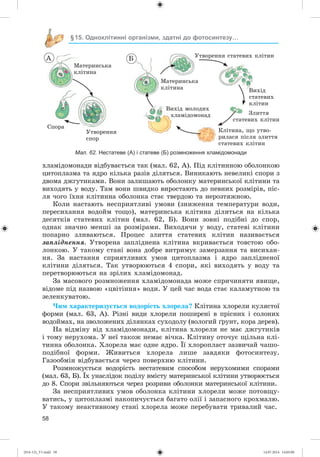 58
§15. Одноклітинні організми, здатні до фотосинтезу…
õëàìіäîìîíàäè âіäáóâàєòüñÿ òàê (ìàë. 62, À). Ïіä êëіòèííîþ îáîëîíêîþ
öèòîïëàçìà òà ÿäðî êіëüêà ðàçіâ äіëÿòüñÿ. Âèíèêàþòü íåâåëèêі ñïîðè ç
äâîìà äæãóòèêàìè. Âîíè çàëèøàþòü îáîëîíêó ìàòåðèíñüêîї êëіòèíè òà
âèõîäÿòü ó âîäó. Òàì âîíè øâèäêî âèðîñòàþòü äî ïåâíèõ ðîçìіðіâ, ïіñ-
ëÿ ÷îãî їõíÿ êëіòèííà îáîëîíêà ñòàє òâåðäîþ òà íåðîçòÿæíîþ.
Êîëè íàñòàþòü íåñïðèÿòëèâі óìîâè (çíèæåííÿ òåìïåðàòóðè âîäè,
ïåðåñèõàííÿ âîäîéì òîùî), ìàòåðèíñüêà êëіòèíà äіëèòüñÿ íà êіëüêà
äåñÿòêіâ ñòàòåâèõ êëіòèí (ìàë. 62, Á). Âîíè çîâíі ïîäіáíі äî ñïîð,
îäíàê çíà÷íî ìåíøі çà ðîçìіðàìè. Âèõîäÿ÷è ó âîäó, ñòàòåâі êëіòèíè
ïîïàðíî çëèâàþòüñÿ. Ïðîöåñ çëèòòÿ ñòàòåâèõ êëіòèí íàçèâàєòüñÿ
çàïëіäíåííÿ. Óòâîðåíà çàïëіäíåíà êëіòèíà âêðèâàєòüñÿ òîâñòîþ îáî-
ëîíêîþ. Ó òàêîìó ñòàíі âîíà äîáðå âèòðèìóє çàìåðçàííÿ òà âèñèõàí-
íÿ. Çà íàñòàííÿ ñïðèÿòëèâèõ óìîâ öèòîïëàçìà і ÿäðî çàïëіäíåíîї
êëіòèíè äіëÿòüñÿ. Òàê óòâîðþþòüñÿ 4 ñïîðè, ÿêі âèõîäÿòü ó âîäó òà
ïåðåòâîðþþòüñÿ íà çðіëèõ õëàìіäîìîíàä.
Çà ìàñîâîãî ðîçìíîæåííÿ õëàìіäîìîíàäà ìîæå ñïðè÷èíÿòè ÿâèùå,
âіäîìå ïіä íàçâîþ «öâіòіííÿ» âîäè. Ó öåé ÷àñ âîäà ñòàє êàëàìóòíîþ òà
çåëåíêóâàòîþ.
×èì õàðàêòåðèçóєòüñÿ âîäîðіñòü õëîðåëà? Êëіòèíà õëîðåëè êóëÿñòîї
ôîðìè (ìàë. 63, À). Ðіçíі âèäè õëîðåëè ïîøèðåíі â ïðіñíèõ і ñîëîíèõ
âîäîéìàõ, íà çâîëîæåíèõ äіëÿíêàõ ñóõîäîëó (âîëîãèé ґðóíò, êîðà äåðåâ).
Íà âіäìіíó âіä õëàìіäîìîíàäè, êëіòèíà õëîðåëè íå ìàє äæãóòèêіâ
і òîìó íåðóõîìà. Ó íåї òàêîæ íåìàє âі÷êà. Êëіòèíó îòî÷óє ùіëüíà êëі-
òèííà îáîëîíêà. Õëîðåëà ìàє îäíå ÿäðî. Її õëîðîïëàñò çàçâè÷àé ÷àøî-
ïîäіáíîї ôîðìè. Æèâèòüñÿ õëîðåëà ëèøå çàâäÿêè ôîòîñèíòåçó.
Ãàçîîáìіí âіäáóâàєòüñÿ ÷åðåç ïîâåðõíþ êëіòèíè.
Ðîçìíîæóєòüñÿ âîäîðіñòü íåñòàòåâèì ñïîñîáîì íåðóõîìèìè ñïîðàìè
(ìàë. 63, Á). Їõ óíàñëіäîê ïîäіëó âìіñòó ìàòåðèíñüêîї êëіòèíè óòâîðþєòüñÿ
äî 8. Ñïîðè çâіëüíÿþòüñÿ ÷åðåç ðîçðèâè îáîëîíêè ìàòåðèíñüêîї êëіòèíè.
Çà íåñïðèÿòëèâèõ óìîâ îáîëîíêà êëіòèíè õëîðåëè ìîæå ïîòîâùó-
âàòèñü, ó öèòîïëàçìі íàêîïè÷óєòüñÿ áàãàòî îëії і çàïàñíîãî êðîõìàëþ.
Ó òàêîìó íåàêòèâíîìó ñòàíі õëîðåëà ìîæå ïåðåáóâàòè òðèâàëèé ÷àñ.
Ìàòåðèíñüêà
êëіòèíà
Ìàòåðèíñüêà
êëіòèíà
Êëіòèíà, ùî óòâî-
ðèëàñÿ ïіñëÿ çëèòòÿ
ñòàòåâèõ êëіòèí
Çëèòòÿ
ñòàòåâèõ êëіòèí
Âèõіä
ñòàòåâèõ
êëіòèí
Óòâîðåííÿ ñòàòåâèõ êëіòèí
Âèõіä ìîëîäèõ
õëàìіäîìîíàä
Ñïîðà
Óòâîðåííÿ
ñïîð
À Á
Мал. 62. Нестатеве (А) і статеве (Б) розмноження хламідомонади
(014-13)_V1.indd 58 14.07.2014 14:05:00
 