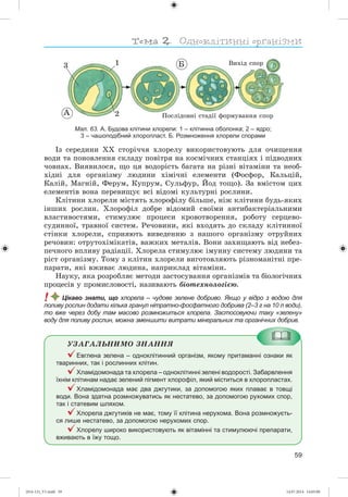 59
1
2
3
À
Á
Ïîñëіäîâíі ñòàäії ôîðìóâàííÿ ñïîð
Âèõіä ñïîð
Мал. 63. А. Будова клітини хлорели: 1 – клітинна оболонка; 2 – ядро;
3 – чашоподібний хлоропласт. Б. Розмноження хлорели спорами
Іç ñåðåäèíè ÕÕ ñòîðі÷÷ÿ õëîðåëó âèêîðèñòîâóþòü äëÿ î÷èùåííÿ
âîäè òà ïîíîâëåííÿ ñêëàäó ïîâіòðÿ íà êîñìі÷íèõ ñòàíöіÿõ і ïіäâîäíèõ
÷îâíàõ. Âèÿâèëîñÿ, ùî öÿ âîäîðіñòü áàãàòà íà ðіçíі âіòàìіíè òà íåîá-
õіäíі äëÿ îðãàíіçìó ëþäèíè õіìі÷íі åëåìåíòè (Ôîñôîð, Êàëüöіé,
Êàëіé, Ìàãíіé, Ôåðóì, Êóïðóì, Ñóëüôóð, Éîä òîùî). Çà âìіñòîì öèõ
åëåìåíòіâ âîíà ïåðåâèùóє âñі âіäîìі êóëüòóðíі ðîñëèíè.
Êëіòèíè õëîðåëè ìіñòÿòü õëîðîôіëó áіëüøå, íіæ êëіòèíè áóäü-ÿêèõ
іíøèõ ðîñëèí. Õëîðîôіë äîáðå âіäîìèé ñâîїìè àíòèáàêòåðіàëüíèìè
âëàñòèâîñòÿìè, ñòèìóëþє ïðîöåñè êðîâîòâîðåííÿ, ðîáîòó ñåðöåâî-
ñóäèííîї, òðàâíîї ñèñòåì. Ðå÷îâèíè, ÿêі âõîäÿòü äî ñêëàäó êëіòèííîї
ñòіíêè õëîðåëè, ñïðèÿþòü âèâåäåííþ ç íàøîãî îðãàíіçìó îòðóéíèõ
ðå÷îâèí: îòðóòîõіìіêàòіâ, âàæêèõ ìåòàëіâ. Âîíè çàõèùàþòü âіä íåáåç-
ïå÷íîãî âïëèâó ðàäіàöії. Õëîðåëà ñòèìóëþє іìóííó ñèñòåìó ëþäèíè òà
ðіñò îðãàíіçìó. Òîìó ç êëіòèí õëîðåëè âèãîòîâëÿþòü ðіçíîìàíіòíі ïðå-
ïàðàòè, ÿêі âæèâàє ëþäèíà, íàïðèêëàä âіòàìіíè.
Íàóêó, ÿêà ðîçðîáëÿє ìåòîäè çàñòîñóâàííÿ îðãàíіçìіâ òà áіîëîãі÷íèõ
ïðîöåñіâ ó ïðîìèñëîâîñòі, íàçèâàþòü áіîòåõíîëîãієþ.
! Цікаво знати, що хлорела – чудове зелене добриво. Якщо у відро з водою для
поливу рослин додати кілька гранул нітратно-фосфатного добрива (2–3 г на 10 л води),
то вже через добу там масово розмножиться хлорела. Застосовуючи таку «зелену»
воду для поливу рослин, можна зменшити витрати мінеральних та органічних добрив.
ÓÇÀÃÀËÜÍÈÌÎ ÇÍÀÍÍß
Евглена зелена – одноклітинний організм, якому притаманні ознаки як
тваринних, так і рослинних клітин.
Хламідомонада та хлорела – одноклітинні зелені водорості. Забарвлення
їхнім клітинам надає зелений пігмент хлорофіл, який міститься в хлоропластах.
Хламідомонада має два джгутики, за допомогою яких плаває в товщі
води. Вона здатна розмножуватись як нестатево, за допомогою рухомих спор,
так і статевим шляхом.
Хлорела джгутиків не має, тому її клітина нерухома. Вона розмножуєть-
ся лише нестатево, за допомогою нерухомих спор.
Хлорелу широко використовують як вітамінні та стимулюючі препарати,
вживають в їжу тощо.
(014-13)_V1.indd 59 14.07.2014 14:05:00
 