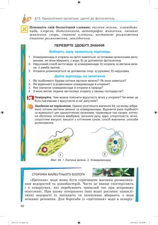 60
§15. Одноклітинні організми, здатні до фотосинтезу…
Ïîïîâíіòü ñâіé áіîëîãі÷íèé ñëîâíèê: åâãëåíà çåëåíà, õëàìіäîìî-
íàäà, õëîðåëà, áіîòåõíîëîãіÿ, àâòîòðîôíå æèâëåííÿ, çìіøàíå
æèâëåííÿ, ñïîðè, ñòàòåâі êëіòèíè, íåñòàòåâå ðîçìíîæåííÿ
ñòàòåâå ðîçìíîæåííÿ, çàïëіäíåííÿ.
ПЕРЕВІРТЕ ЗДОБУТІ ЗНАННЯ
Виберіть одну правильну відповідь
1. Хламідомонада й хлорела на світлі живляться: а) готовими органічними речо-
винами, які вони вбирають з води; б) за допомогою фотосинтезу.
2. Нерухомий спосіб життя веде: а) хламідомонада; б) хлорела; в) евглена зеле-
на; г) амеба протей.
3. Хлорела розмножується за допомогою спор: а) рухомих; б) нерухомих.
Дайте відповідь на запитання
1. Які особливості будови клітини евглени зеленої? Як вона живиться?
2. Які відмінності в розмноженні хламідомонади й хлорели?
3. Яке значення хламідомонади й хлорели в природі?
4. З якою метою людина застосовує хлорелу у своєму господарстві?
Поміркуйте. Чим можна пояснити відсутність вічка у хлорели? Чи може це
бути пов’язаним з відсутністю в неї джгутиків?
Завдання на порівняння. Уважно розгляньте малюнок 64, на якому зобра-
жено клітини евглени зеленої та хламідомонади. Відзначте риси подібності
та відмінності цих одноклітинних організмів, порівнявши такі ознаки: клітин-
на оболонка, клітинна мембрана, органели руху, ядро, хлоропласти, вічко,
скоротливі вакуолі, вакуолі з клітинним соком, спосіб живлення, способи
розмноження.
Мал. 64. 1. Евглена зелена. 2. Хламідомонада
21
СТОРІНКА МАЙБУТНЬОГО БІОЛОГА
«Öâіòіííÿ» âîäè ìîæå áóòè ñïðè÷èíåíå ìàñîâèì ðîçìíîæåí-
íÿì âîäîðîñòåé òà öіàíîáàêòåðіé. ×àñòî öå ÿâèùå ñïîñòåðіãàþòü
і â àêâàðіóìàõ, ÿêі ïåðåáóâàþòü òðèâàëèé ÷àñ ïðè ÿñêðàâîìó
îñâіòëåííі. Ïðè öüîìó ïîòåðïàþòü іíøі âîäíі ðîñëèíè: îäíîêëі-
òèííі âîäîðîñòі їõ çàòіíÿþòü òà іíòåíñèâíî âáèðàþòü ç âîäè
ïîæèâíі ðå÷îâèíè. Äëÿ áîðîòüáè іç «öâіòіííÿì» âîäè â àêâàðіó-
(014-13)_V1.indd 60 14.07.2014 14:05:00
 