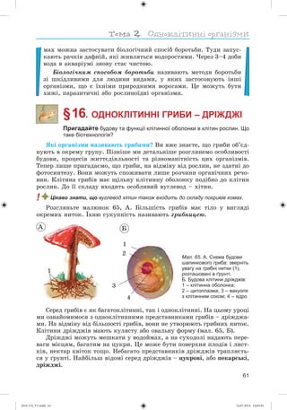 61
ìàõ ìîæíà çàñòîñóâàòè áіîëîãі÷íèé ñïîñіá áîðîòüáè. Òóäè çàïóñ-
êàþòü ðà÷êіâ äàôíіé, ÿêі æèâëÿòüñÿ âîäîðîñòÿìè. ×åðåç 3–4 äîáè
âîäà â àêâàðіóìі çíîâó ñòàє ÷èñòîþ.
Áіîëîãі÷íèì ñïîñîáîì áîðîòüáè íàçèâàþòü ìåòîäè áîðîòüáè
çі øêіäëèâèìè äëÿ ëþäèíè âèäàìè, ó ÿêèõ çàñòîñîâóþòü іíøі
îðãàíіçìè, ùî є їõíіìè ïðèðîäíèìè âîðîãàìè. Öå ìîæóòü áóòè
õèæі, ïàðàçèòè÷íі àáî ðîñëèíîїäíі îðãàíіçìè.
§ 16. ОДНОКЛІТИННІ ГРИБИ – ДРІЖДЖІ
Пригадайте будову та функції клітинної оболонки в клітин рослин. Що
таке біотехнологія?
ßêі îðãàíіçìè íàçèâàþòü ãðèáàìè? Âè âæå çíàєòå, ùî ãðèáè îá’єä-
íóþòü â îêðåìó ãðóïó. Ïіçíіøå ìè äåòàëüíіøå ðîçãëÿíåìî îñîáëèâîñòі
áóäîâè, ïðîöåñіâ æèòòєäіÿëüíîñòі òà ðіçíîìàíіòíіñòü öèõ îðãàíіçìіâ.
Òåïåð ëèøå ïðèãàäàєìî, ùî ãðèáè, íà âіäìіíó âіä ðîñëèí, íå çäàòíі äî
ôîòîñèíòåçó. Âîíè ìîæóòü ñïîæèâàòè ëèøå ðîç÷èíè îðãàíі÷íèõ ðå÷î-
âèí. Êëіòèíà ãðèáіâ ìàє ùіëüíó êëіòèííó îáîëîíêó ïîäіáíî äî êëіòèí
ðîñëèí. Äî її ñêëàäó âõîäèòü îñîáëèâèé âóãëåâîä – õіòèí.
! Цікаво знати, що вуглевод хітин також входить до складу покривів комах.
Ðîçãëÿíüòå ìàëþíîê 65, À. Áіëüøіñòü ãðèáіâ ìàє òіëî ó âèãëÿäі
îêðåìèõ íèòîê. Їõíþ ñóêóïíіñòü íàçèâàþòü ãðèáíèöåþ.
Мал. 65. А. Схема будови
шапинкового гриба: зверніть
увагу на грибні нитки (1),
розташовані в ґрунті.
Б. Будова клітини дріжджів:
1 – клітинна оболонка;
2 – цитоплазма; 3 – вакуоля
з клітинним соком; 4 – ядро
1
4
3
2
Á
1
À
Ñåðåä ãðèáіâ є ÿê áàãàòîêëіòèííі, òàê і îäíîêëіòèííі. Íà öüîìó óðîöі
ìè îçíàéîìèìîñÿ ç îäíîêëіòèííèìè ïðåäñòàâíèêàìè ãðèáіâ – äðіæäæà-
ìè. Íà âіäìіíó âіä áіëüøîñòі ãðèáіâ, âîíè íå óòâîðþþòü ãðèáíèõ íèòîê.
Êëіòèíè äðіæäæіâ ìàþòü êóëÿñòó àáî îâàëüíó ôîðìó (ìàë. 65, Á).
Äðіæäæі ìîæóòü ìåøêàòè ó âîäîéìàõ, à íà ñóõîäîëі íàäàþòü ïåðå-
âàãè ìіñöÿì, áàãàòèì íà öóêðè. Öå ìîæå áóòè ïîâåðõíÿ ïëîäіâ і ëèñò-
êіâ, íåêòàð êâіòîê òîùî. Íåáàãàòî ïðåäñòàâíèêіâ äðіæäæіâ òðàïëÿєòü-
ñÿ ó ґðóíòі. Íàéáіëüø âіäîìі ñåðåä äðіæäæіâ – öóêðîâі, àáî ïåêàðñüêі,
äðіæäæі.
(014-13)_V1.indd 61 14.07.2014 14:05:01
 