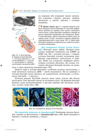 64
§17. Бактерії: будова та процеси життєдіяльності
íà ïîâåðõíі àáî âñåðåäèíі іíøèõ îðãàíіç-
ìіâ (ëþäèíè, òâàðèí, ðîñëèí, ãðèáіâ),
ìåøêàþòü ó ґðóíòі, ïðіñíèõ і ñîëîíèõ
âîäîéìàõ.
! Цікаво знати, що в 1 г ґрунту можуть існу-
вати мільйони клітин бактерій. В 1 мл води забруд-
нених водойм та повітря їхніх клітин налічують
сотні тисяч. Спори бактерій знайдено в повітрі на
висоті десятків кілометрів над поверхнею Землі.
Є види бактерій, здатні оселятися навіть там, де
немає кисню. Є види, поширені в гарячих джерелах,
температура води в яких сягає +90 С. Деякі види
бактерій виявлено в нафтоносних шарах на глиби-
ні кількох кілометрів.
ßêі îñîáëèâîñòі áóäîâè êëіòèí áàêòå-
ðіé? Áàêòåðії äóæå äðіáíі. Ðîçìіðè їõíіõ
êëіòèí çàçâè÷àé ñòàíîâëÿòü âіä 0,0005 äî
0,005 ìì. ßê і êëіòèíè ðîñëèí, і òâàðèí,
êëіòèíè áàêòåðіé îòî÷åíі êëіòèííîþ ìåì-
áðàíîþ (ïðèãàäàéòå îñîáëèâîñòі її áóäî-
âè). Çîâíі âіä êëіòèííîї ìåìáðàíè ðîçòà-
øîâàíà êëіòèííà îáîëîíêà. Äî ñêëàäó êëі-
òèííîї îáîëîíêè áàêòåðіé âõîäèòü íå öåëþ-
ëîçà, à іíøà îðãàíі÷íà ðå÷îâèíà (ìàë. 67).
Çàìіñòü ÿäðà â êëіòèíі áàêòåðіé є îñîáëèâà äіëÿíêà öèòîïëàçìè, ó
ÿêіé ìіñòèòüñÿ ìîëåêóëà ÄÍÊ – íîñіé ñïàäêîâîñòі. Âè íå çíàéäåòå â
êëіòèíі áàêòåðії òàêèõ îðãàíåë, ÿê õëîðîïëàñòè, ìіòîõîíäðії, à â áіëü-
øîñòі áàêòåðіé – і âàêóîëü.
Êëіòèíè äåÿêèõ áàêòåðіé ìîæóòü ìàòè îäèí, êіëüêà àáî áàãàòî
äæãóòèêіâ. Òàêі áàêòåðії çäàòíі äî àêòèâíîãî ðóõó. Çà ôîðìîþ áàêòåðії
áóâàþòü äóæå ðіçíîìàíіòíèìè: ó âèãëÿäі ïðÿìèõ àáî âèãíóòèõ ïàëè-
÷îê, êóëüîê òîùî (ìàë. 68).
Мал. 68. Різноманітна форма клітин бактерій
ßêі îðãàíіçìè âіäíîñÿòü äî öіàíîáàêòåðіé? Îñîáëèâîþ ãðóïîþ áàêòå-
ðіé, çäàòíèõ äî ôîòîñèíòåçó, є öіàíîáàêòåðії (ìàë. 69). Âîíè ïîøèðåíі â
ïðіñíèõ і ñîëîíèõ âîäîéìàõ, ó ґðóíòі.
Мал. 67. А. Фото бактерії.
Б. Будова клітини бактерій:
1 – клітинна оболонка, 2 – клі-
тинна мембрана; 3 – джгутик;
4 – цитоплазма; 5 – ділянка
цитоплазми з молекулою ДНК
1
3
4
5
2
À
Á
(014-13)_V1.indd 64 14.07.2014 14:05:01
 