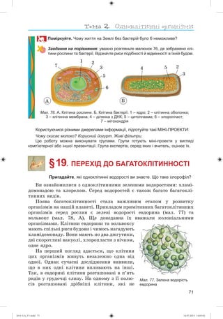71
Поміркуйте. Чому життя на Землі без бактерій було б неможливе?
Завдання на порівняння: уважно розгляньте малюнок 76, де зображено клі-
тини рослини та бактерії. Відзначте риси подібності й відмінності в їхній будові.
ÁÀ
7
1 2
5
6
4 5 23
3
Мал. 76. А. Клітина рослини. Б. Клітина бактерії. 1 – ядро; 2 – клітинна оболонка;
3 – клітинна мембрана; 4 – ділянка з ДНК; 5 – цитоплазма; 6 – хлоропласт;
7 – мітохондрія
Користуючися різними джерелами інформації, підготуйте такі МІНІ-ПРОЕКТИ:
Чому скисає молоко? Корисний йогурт. Живі фільтри.
Цю роботу можна виконувати групами. Групи готують міні-проекти у вигляді
комп'ютерної або іншої презентації. Група експертів, серед яких і вчитель, оцінює їх.
§ 19. ПЕРЕХІД ДО БАГАТОКЛІТИННОСТІ
Пригадайте, які одноклітинні водорості ви знаєте. Що таке хлорофіл?
Âè îçíàéîìèëèñÿ ç îäíîêëіòèííèìè çåëåíèìè âîäîðîñòÿìè: õëàìі-
äîìîíàäîþ òà õëîðåëîþ. Ñåðåä âîäîðîñòåé є òàêîæ áàãàòî áàãàòîêëі-
òèííèõ âèäіâ.
Ïîÿâà áàãàòîêëіòèííîñòі ñòàëà âàæëèâèì åòàïîì ó ðîçâèòêó
îðãàíіçìіâ íà íàøіé ïëàíåòі. Ïðèêëàäîì ïðèìіòèâíèõ áàãàòîêëіòèííèõ
îðãàíіçìіâ ñåðåä ðîñëèí є çåëåíі âîäîðîñòі åâäîðèíà (ìàë. 77) òà
âîëüâîêñ (ìàë. 78, À). Ùå äîíåäàâíà їõ ââàæàëè êîëîíіàëüíèìè
îðãàíіçìàìè. Êëіòèíè åâäîðèíè òà âîëüâîêñó
ìàþòü ñïіëüíі ðèñè áóäîâè і ÷èìîñü íàãàäóþòü
õëàìіäîìîíàäó. Âîíè ìàþòü ïî äâà äæãóòèêè,
äâі ñêîðîòëèâі âàêóîëі, õëîðîïëàñòè ç âі÷êîì,
îäíå ÿäðî.
Íà ïåðøèé ïîãëÿä çäàєòüñÿ, ùî êëіòèíè
öèõ îðãàíіçìіâ æèâóòü íåçàëåæíî îäíà âіä
îäíîї. Îäíàê ñó÷àñíі äîñëіäæåííÿ âèÿâèëè,
ùî â íèõ îäíі êëіòèíè âïëèâàþòü íà іíøі.
Òàê, â åâäîðèíі êëіòèíè ðîçòàøîâàíі â ï’ÿòü
ðÿäіâ ó ãðóäî÷öі ñëèçó. Íà îäíîìó ç її ïîëþ-
ñіâ ðîçòàøîâàíі äðіáíіøі êëіòèíè, ÿêі íå
Мал. 77. Зелена водорість
евдорина
(014-13)_V1.indd 71 14.07.2014 14:05:02
 