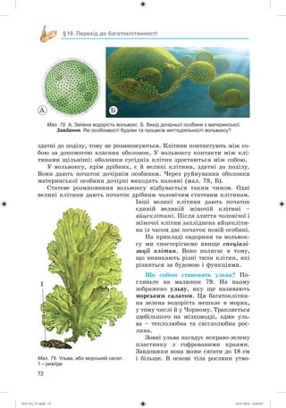 72
§19. Перехід до багатоклітинності
À Á
Мал. 78. А. Зелена водорість вольвокс. Б. Вихід дочірньої особини з материнської.
Завдання. Які особливості будови та процесів життєдіяльності вольвоксу?
çäàòíі äî ïîäіëó, òîìó íå ðîçìíîæóþòüñÿ. Êëіòèíè êîíòàêòóþòü ìіæ ñî-
áîþ çà äîïîìîãîþ âëàñíèõ îáîëîíîê. Ó âîëüâîêñó êîíòàêòè ìіæ êëі-
òèíàìè ùіëüíіøі: îáîëîíêè ñóñіäíіõ êëіòèí çðîñòàþòüñÿ ìіæ ñîáîþ.
Ó âîëüâîêñó, êðіì äðіáíèõ, є é âåëèêі êëіòèíè, çäàòíі äî ïîäіëó.
Âîíè äàþòü ïî÷àòîê äî÷іðíіì îñîáèíàì. ×åðåç ðóéíóâàííÿ îáîëîíêè
ìàòåðèíñüêîї îñîáèíè äî÷іðíі âèõîäÿòü íàçîâíі (ìàë. 78, Á).
Ñòàòåâå ðîçìíîæåííÿ âîëüâîêñó âіäáóâàєòüñÿ òàêèì ÷èíîì. Îäíі
âåëèêі êëіòèíè äàþòü ïî÷àòîê äðіáíèì ÷îëîâі÷èì ñòàòåâèì êëіòèíàì.
Іíøі âåëèêі êëіòèíè äàþòü ïî÷àòîê
єäèíіé âåëèêіé æіíî÷іé êëіòèíі –
ÿéöåêëіòèíі. Ïіñëÿ çëèòòÿ ÷îëîâі÷îї і
æіíî÷îї êëіòèí çàïëіäíåíà ÿéöåêëіòè-
íà іç ÷àñîì äàє ïî÷àòîê íîâіé îñîáèíі.
Íà ïðèêëàäі åâäîðèíè òà âîëüâîê-
ñó ìè ñïîñòåðіãàєìî ÿâèùå ñïåöіàëі-
çàöії êëіòèí. Âîíî ïîëÿãàє â òîìó,
ùî âèíèêàþòü ðіçíі òèïè êëіòèí, ÿêі
ðіçíÿòüñÿ çà áóäîâîþ і ôóíêöіÿìè.
Ùî ñîáîþ ñòàíîâèòü óëüâà? Ïî-
ãëÿíüòå íà ìàëþíîê 79. Íà íüîìó
çîáðàæåíî óëüâó, ÿêó ùå íàçèâàþòü
ìîðñüêèì ñàëàòîì. Öÿ áàãàòîêëіòèí-
íà çåëåíà âîäîðіñòü ìåøêàє â ìîðÿõ,
ó òîìó ÷èñëі é ó ×îðíîìó. Òðàïëÿєòüñÿ
çäåáіëüøîãî íà ìіëêîâîääі, àäæå óëü-
âà – òåïëîëþáíà òà ñâіòëîëþáíà ðîñ-
ëèíà.
Çîâíі óëüâà íàãàäóє ÿñêðàâî-çåëåíó
ïëàñòèíêó ç ãîôðîâàíèìè êðàÿìè.
Çàâäîâæêè âîíà ìîæå ñÿãàòè äî 18 ñì
і áіëüøå. Â îñíîâі òіëà ðîñëèíè óòâî-Мал. 79. Ульва, або морський салат:
1 – ризоїди
1
(014-13)_V1.indd 72 14.07.2014 14:05:03
 