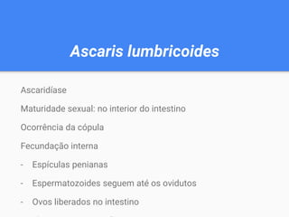 Ascaris lumbricoides
Ascaridíase
Maturidade sexual: no interior do intestino
Ocorrência da cópula
Fecundação interna
- Espículas penianas
- Espermatozoides seguem até os ovidutos
- Ovos liberados no intestino
 