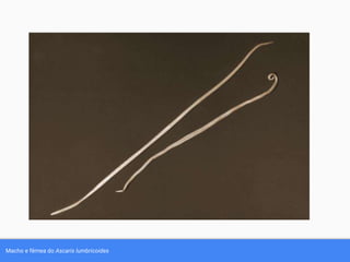 Macho e fêmea do Ascaris lumbricoides
 