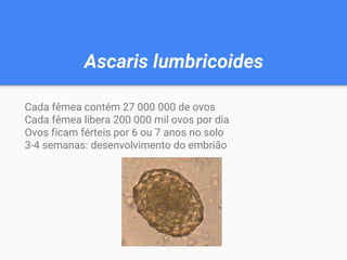 Ascaris lumbricoides
Cada fêmea contém 27 000 000 de ovos
Cada fêmea libera 200 000 mil ovos por dia
Ovos ficam férteis por 6 ou 7 anos no solo
3-4 semanas: desenvolvimento do embrião
 