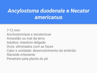 Ancylostoma duodenale e Necator
americanus
7-12 mm
Ancilostomíase e necatoriose
Amarelão ou mal da terra
Adultos: intestino delgado
Ovos: eliminados com as fezes
Calor e umidade: desenvolvimento do embrião
filarioide infestante
Penetram pela planta do pé
 