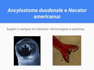 Ancylostoma duodenale e Necator
americanus
Sugam o sangue no intestino: hemorragias e anemias.
 