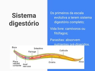 Sistema
digestório
Os primeiros da escala
evolutiva a terem sistema
digestório completo;
Vida livre: carnívoros ou
fitófagos;
Parasitas: absorvem
nutrientes pré-digeridos.
 