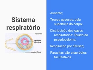 Sistema
respiratório
Ausente;
Trocas gasosas: pela
superfície do corpo;
Distribuição dos gases
respiratórios: líquido do
pseudoceloma;
Respiração por difusão;
Parasitas são anaeróbios
facultativos.
 