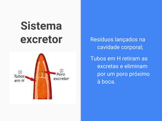 Sistema
excretor Resíduos lançados na
cavidade corporal;
Tubos em H retiram as
excretas e eliminam
por um poro próximo
à boca.
 