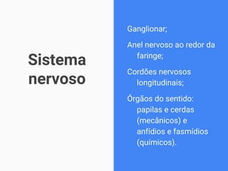 Sistema
nervoso
Ganglionar;
Anel nervoso ao redor da
faringe;
Cordões nervosos
longitudinais;
Órgãos do sentido:
papilas e cerdas
(mecânicos) e
anfídios e fasmídios
(químicos).
 