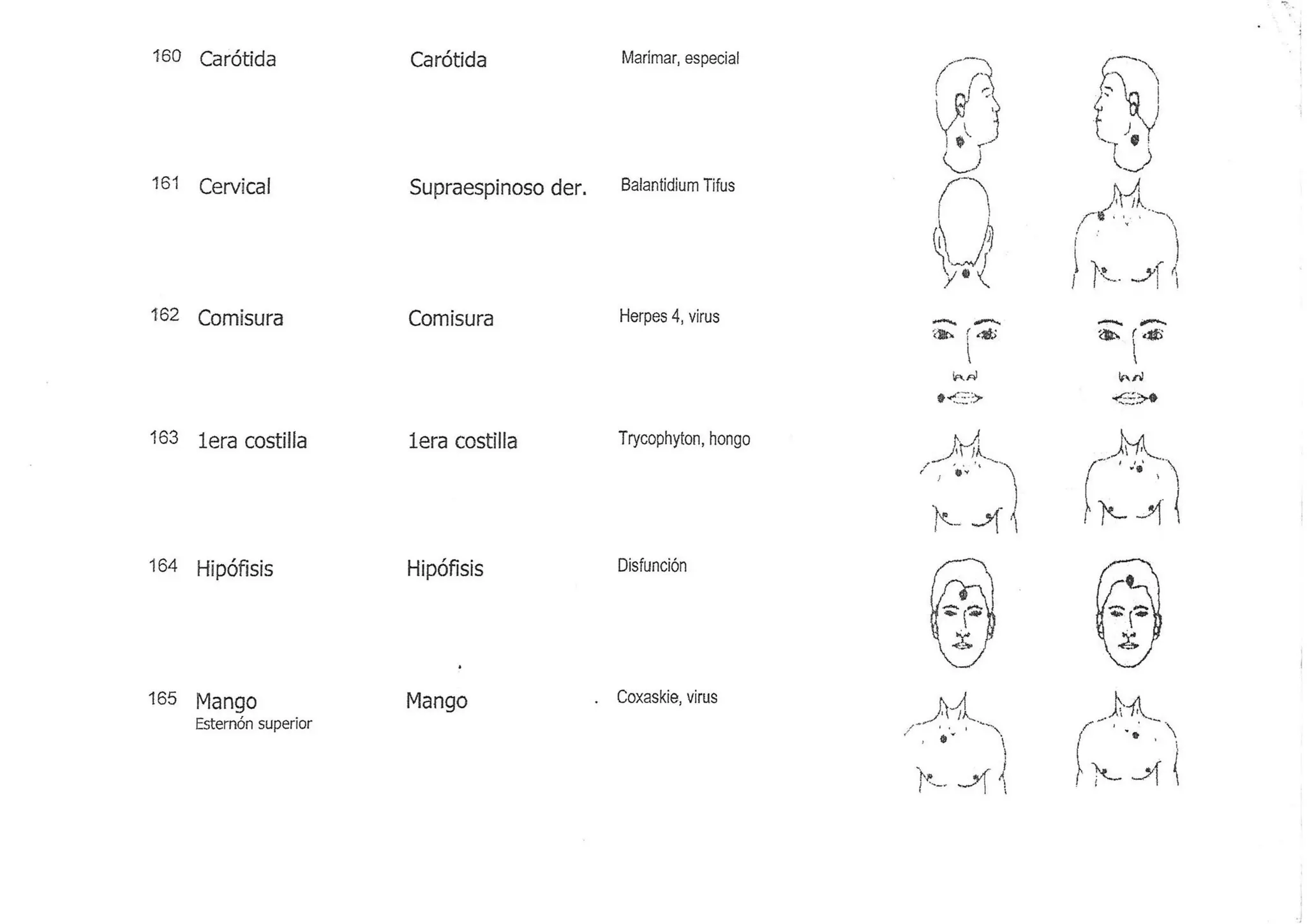 Pares biomagneticos | PDF