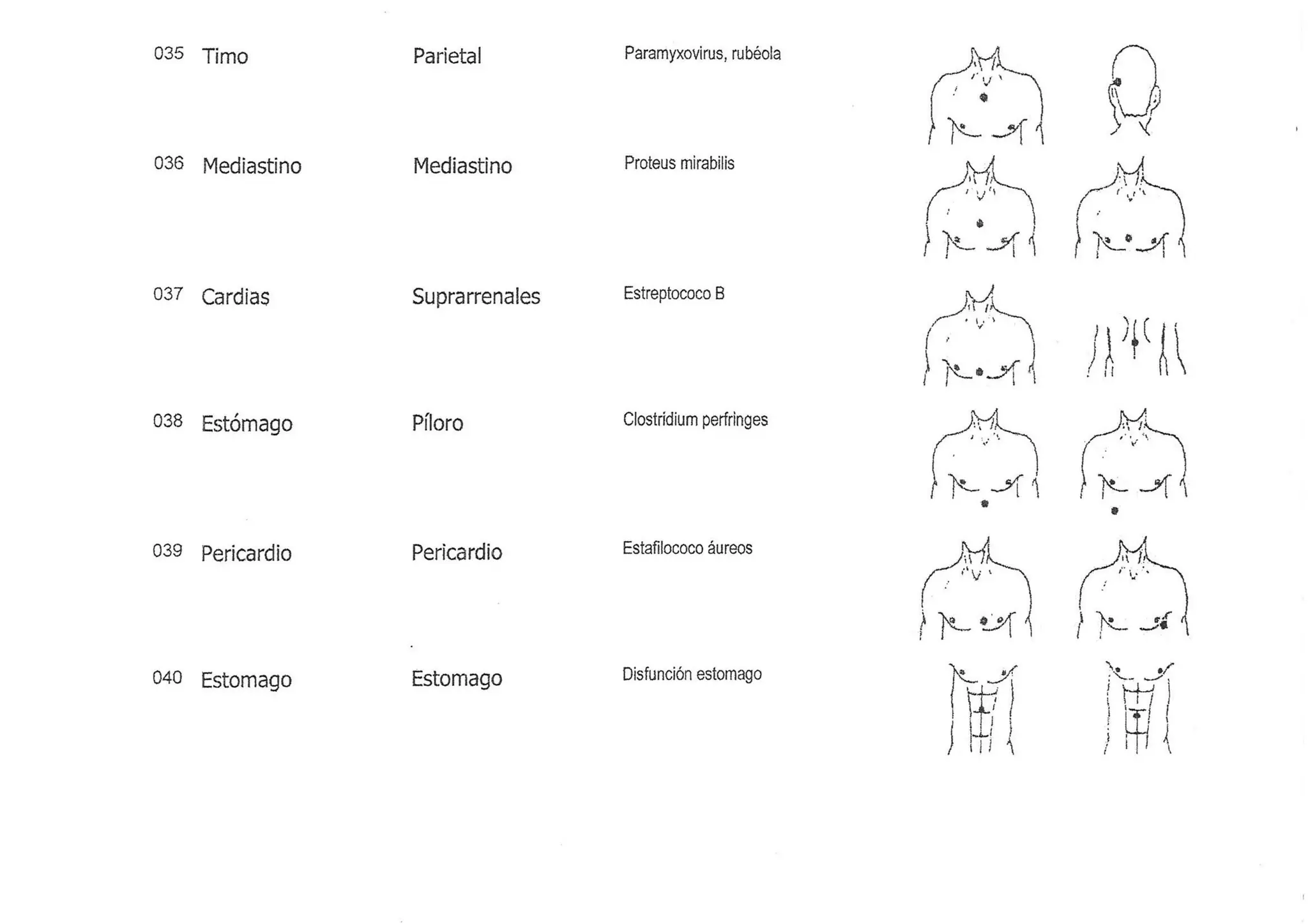 Pares biomagneticos | PDF