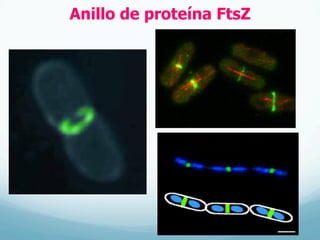 Anillo de proteína FtsZ
 