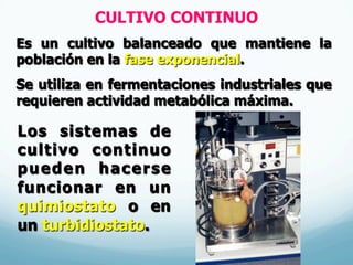 CULTIVO CONTINUO
Es un cultivo balanceado que mantiene la
población en la fase exponencial.
Se utiliza en fermentaciones industriales que
requieren actividad metabólica máxima.
Los sistemas de
cultivo continuo
pueden hacerse
funcionar en un
quimiostato o en
un turbidiostato.
 