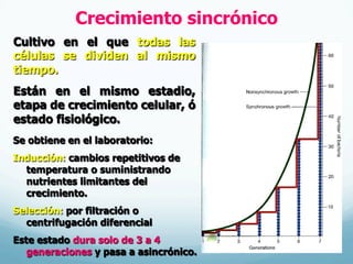 Crecimiento sincrónico
Se obtiene en el laboratorio:
Inducción: cambios repetitivos de
temperatura o suministrando
nutrientes limitantes del
crecimiento.
Selección: por filtración o
centrifugación diferencial
Este estado dura solo de 3 a 4
generaciones y pasa a asincrónico.
Cultivo en el que todas las
células se dividen al mismo
tiempo.
Están en el mismo estadio,
etapa de crecimiento celular, ó
estado fisiológico.
 