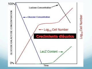 Crecimiento diáuxico
 