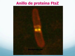Escherichia coli
Anillo de proteína FtsZ
 