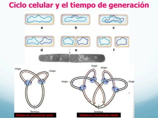 Ciclo celular y el tiempo de generación
Células en crecimiento lento Células en crecimiento rápido
 