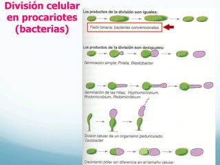 División celular
en procariotes
(bacterias)
 