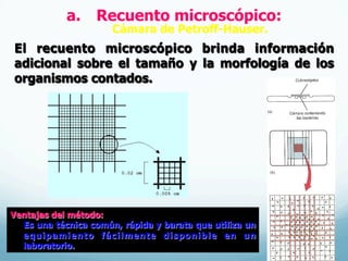 a.  Recuento microscópico:
Cámara de Petroff-Hauser.
El recuento microscópico brinda información
adicional sobre el tamaño y la morfología de los
organismos contados.
Ventajas del método:
Es una técnica común, rápida y barata que utiliza un
equipamiento fácilmente disponible en un
laboratorio.
 