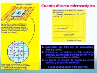 Cuenta directa microscópica
1.  excavación con 0.02 mm de profundidad;
área de 1 mm2,
2.  dividida en un retículo de 25 cuadrados
grandes, subdivididos a su vez en 4x4 = 16
cuadrados pequeños o celdillas.
3.  se cuenta el número de células en varias
celdillas y se saca un promedio.
n x 25 x 50 x 1000 = células/mL
 