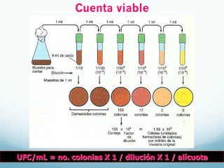 Cuenta viable
UFC/mL = no. colonias X 1 / dilución X 1 / alícuota
 