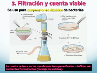 La cuenta se hace en las membranas transparentizadas o teñidas con
colorantes fluorescentes (naranja de acridina).
Se usa para suspensiones diluidas de bacterias.
3. Filtración y cuenta viable
 