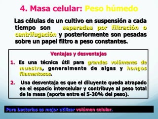 4. Masa celular: Peso húmedo
Las células de un cultivo en suspensión a cada
tiempo son separadas por filtración o
centrifugación y posteriormente son pesadas
sobre un papel filtro a peso constantes.
Para bacterias es mejor utilizar volúmen celular.
Ventajas y desventajas
1.  Es una técnica útil para grandes volúmenes de
muestra, generalmente de algas y hongos
filamentosos.
2.  Una desventaja es que el diluyente queda atrapado
en el espacio intercelular y contribuye al peso total
de la masa (aporta entre el 5-30% del peso).
 