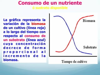 Consumo de un nutriente
ó sustrato disponible
La gráfica representa la
variación de la biomasa
de un cultivo (línea roja)
a lo largo del tiempo con
respecto al consumo de
un substrato (línea azul)
c u y a c o n c e n t r a c i ó n
d e c r e c e d e f o r m a
p r o p o r c i o n a l a l
i n c r e m e n t o d e l a
biomasa.
 