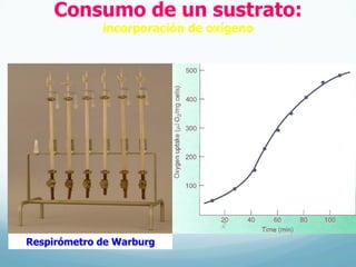 Consumo de un sustrato:
incorporación de oxígeno
Respirómetro de Warburg
 