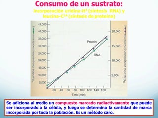 Consumo de un sustrato:
incorporación uridina-H3 (síntesis RNA) y
leucina-C14 (síntesis de proteína)
Se adiciona al medio un compuesto marcado radiactivamente que puede
ser incorporado a la célula, y luego se determina la cantidad de marca
incorporada por toda la población. Es un método caro.
 
