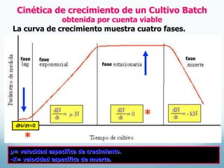 Cinética de crecimiento de un Cultivo Batch
obtenida por cuenta viable
µ= velocidad específica de crecimiento.
-K= velocidad específica de muerte.
dN/dt=0
fase fase
fase
fase
La curva de crecimiento muestra cuatro fases.
*
*
 