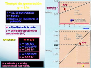 Tiempo de generación
g = t/n
m = Pendiente de la recta
µ = Velocidad específica de
crecimiento (h-1)
n = no. de generaciones
t = tiempo
g=tiempo en duplicarse la
población
A > valor de µ < es el g,
Está creciendo más rápido.
m = a/b
µ = log 2/g
µ = 0.3010/6
µ = 0.05 h-1
µ = 0.3010/2
µ = 0.15 h-1
m=µ
m=µ
La población se
duplicó (log2)
g=
g
5X107
entonces:
tiempo
 