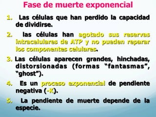 Fase de muerte exponencial
1.  Las células que han perdido la capacidad
de dividirse.
2.  las células han agotado sus reservas
intracelulares de ATP y no pueden reparar
los componentes celulares.
3.  Las células aparecen grandes, hinchadas,
distorsionadas (formas “fantasmas”,
“ghost”).
4.  Es un proceso exponencial de pendiente
negativa (-K).
5.  La pendiente de muerte depende de la
especie.
 