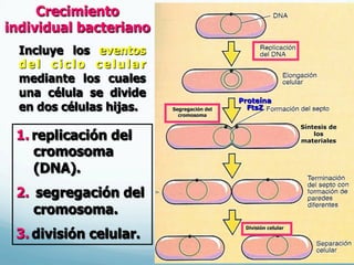 Segregación del
cromosoma
Síntesis de
los
materiales
División celular
Proteína
FtsZ
1.  replicación del
cromosoma
(DNA).
2.  segregación del
cromosoma.
3.  división celular.
Incluye los eventos
del ciclo celular
mediante los cuales
una célula se divide
en dos células hijas.
Crecimiento
individual bacteriano
 