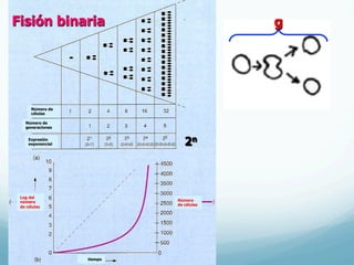 Fisión binaria
2n
g
Número de
células
Número de
generaciones
Expresión
exponencial
Log del
número
de células
Número
de células
tiempo
 