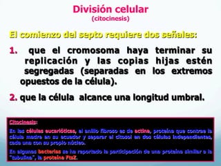 División celular
(citocinesis)
El comienzo del septo requiere dos señales:
1.  que el cromosoma haya terminar su
replicación y las copias hijas estén
segregadas (separadas en los extremos
opuestos de la célula).
2.  que la célula alcance una longitud umbral.
Citocinesis:
En las células eucarióticas, el anillo fibroso es de actina, proteína que contrae la
célula madre en su ecuador y separar el citosol en dos células independientes,
cada una con su propio núcleo.
En algunas bacterias se ha reportado la participación de una proteína similar a la
“tubulina”, la proteína FtsZ.
 