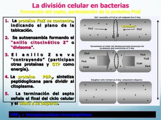 La división celular en bacterias
Formación del septo, participación de la proteína FtsZ
PBP3 = transglucosidasa-transpeptidasa
1.  La proteína FtsZ se concentra,
indicando el plano de la
tabicación.
2.  Se autoensambla formando el
“anillo citocinético Z” o
“divisoma”.
3.  E l a n i l l o Z s e v a
“contrayendo” (participan
otras proteínas y GTP como
energía).
4.  La proteína PBP3, sintetiza
peptidoglicana para dividir al
citoplasma.
5.  La terminación del septo
señala el final del ciclo celular
y el anillo Z se dispersa.
“divisoma”
 
