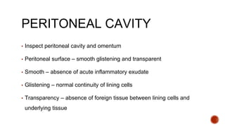 PERITONEAL CAVITY
▪ Inspect peritoneal cavity and omentum
▪ Peritoneal surface – smooth glistening and transparent
▪ Smooth – absence of acute inflammatory exudate
▪ Glistening – normal continuity of lining cells
▪ Transparency – absence of foreign tissue between lining cells and
underlying tissue
 