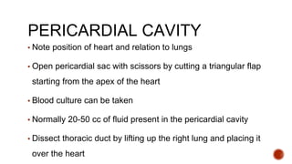PERICARDIAL CAVITY
▪ Note position of heart and relation to lungs
▪ Open pericardial sac with scissors by cutting a triangular flap
starting from the apex of the heart
▪ Blood culture can be taken
▪ Normally 20-50 cc of fluid present in the pericardial cavity
▪ Dissect thoracic duct by lifting up the right lung and placing it
over the heart
 