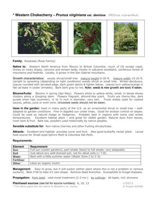 * Western Chokecherry – Prunus virginiana var. demissa (PROO-nus vir-jin-ee-AN-uh)
Family: Rosaceae (Rose Family)
Native to: Western North America from Mexico to British Columbia; much of CA except coast.
Grows on rocky slopes, canyons and stream beds, mostly in oak/pine woodland, coniferous forest of
mountains and foothills. Locally, it grows in the San Gabriel mountains.
Growth characteristics: woody shrub/small tree mature height:6-20 ft. mature width:15-20 ft.
Upright to sprawling (depending on light conditions) woody shrub or small tree. Winter-deciduous.
Leaves rounded with serrated edge, dark green above & lighter below. Leaves turn yellow/orange in
fall (at least in cooler climates). Bark dark gray to red. Note: seeds & new growth are toxic if eaten.
Blooms/fruits: Blooms in spring (Apr-May). Flowers white to yellow-white, small, in dense showy
clusters along a drooping stem. Flowers fragrant, almond-like scent. Fruits are cherry-like, dark
purple when ripe (summer), ¼ to ½ inch in diameter, very tart. Fruits widely used for cooked
sauces, jellies, juice or even wine. Uncooked seeds should not be eaten.
Uses in the garden: Used in many parts of the U.S. as an ornamental shrub or small tree – well-
adapted to garden conditions. Fine in dappled sun under trees. Good for erosion control on slopes.
Could be used as natural hedge or hedgerow. Probably best in regions with some cool winter
temperatures. Excellent habitat plant – and great for edible garden. Natural dyes from leaves,
inner bark & fruit. Bark tea, powders used medicinally by native peoples.
Sensible substitute for: Non-native cherries and other fruiting shrubs/trees.
Attracts: Excellent bird habitat: provides cover and fruit. Also good butterfly nectar plant. Larval
food source for Small-eyed Sphinx Moth & Columbia Silk Moth.
Requirements:
Element Requirement
Sun Full sun (cooler gardens), part-shade (best) to full shade; very adaptable.
Soil Just about any well-drained soil; not for alkali soils (> 7.8).
Water Best with a little summer water (Water Zone 2 to 2-3).
Fertilizer
Other Likes an organic mulch.
Management: Easy to grow, but it will sucker (either plant where this is not a problem or remove
suckers). Best if let to take it’s own shape. Remove dead branches. Susceptible to fungal diseases.
Propagation: from seed: cold-moist treatment (2-3 mo.) by cuttings: all types, incl. divisions
Plant/seed sources (see list for source numbers): 6, 10, 13 1/29/11
* CA native plant but not native to Western L.A. county © Project SOUND
 