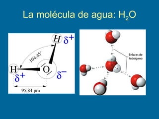 La molécula de agua: H2O
 