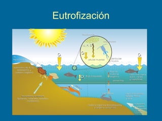 Eutrofización
 