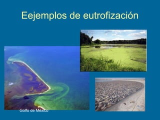 Eejemplos de eutrofización
Golfo de México
 