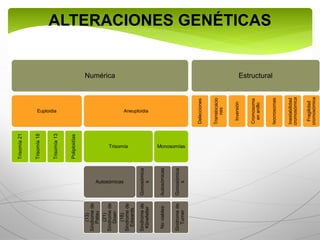 ALTERACIONES GENÉTICAS
Numérica
Euploidia
Trisomía21
Trisomía18
Trisomía13
Poliploidías
Aneuploidia
Trisomía
Autosómicas
(13)
Síndromede
Patau
(21)
Síndromede
Down
(18)
Síndromede
Edwards
Gonosómica
s
Síndromede
Klinefelter Monosomías
AutosómicasNoviables
Gonosómica
s
Sindromede
Turner
Estructural
Delecciones
Translocacio
nes
Inversión
Cromosoma
enanillo
Isocrosomas
Inestabilidad
cromosómica
Fragilidad
cromosómica
 
